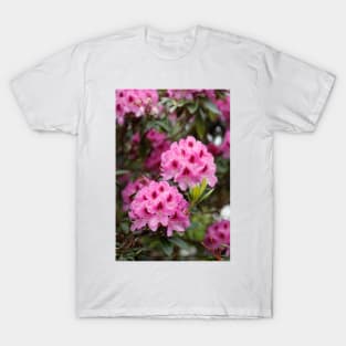 Purple rhododendron flower T-Shirt